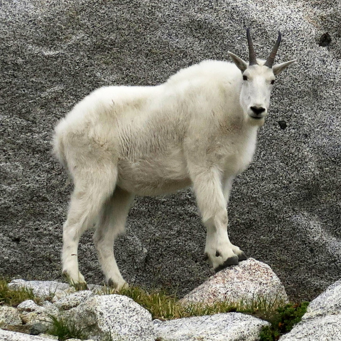 Kambing
